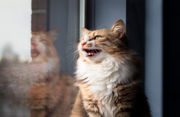 Feline Behaviour and Psychology