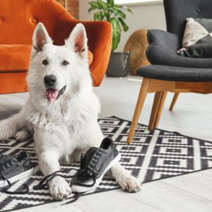 Canine Behaviour and Psychology