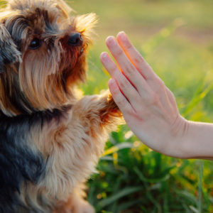 Dog Behaviour and Training
