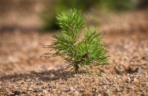 Arboriculture