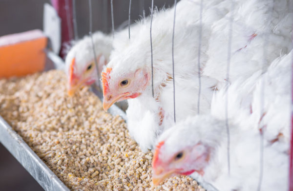 Diploma in Poultry Farming