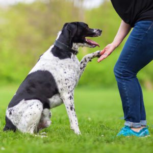 Dog Training Business