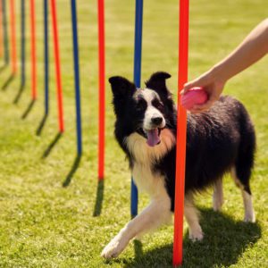 Dog Training: Dog Agility