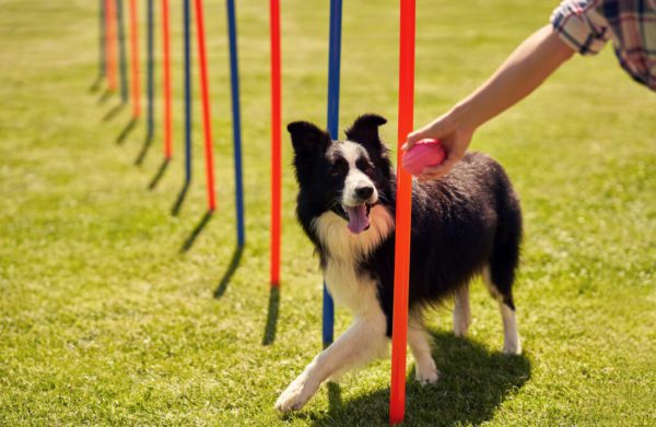 Dog Training: Dog Agility