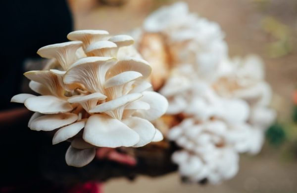 Farming – Growing Mushroom