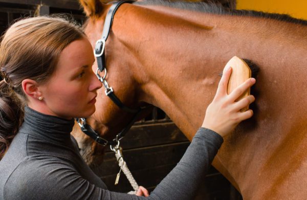 Horse Care – Equine Psychology