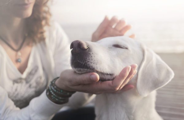 Canine Communication