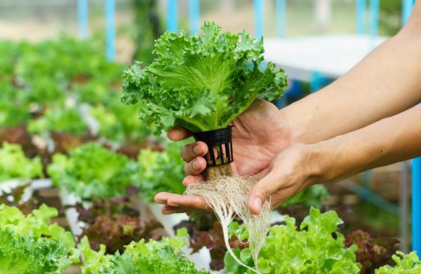 Hydroponics Gardening Online Course