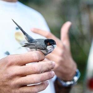 Ornithology