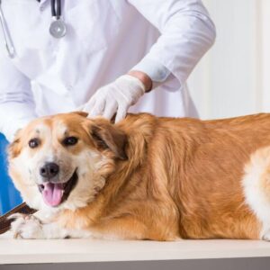 Dog Health Care