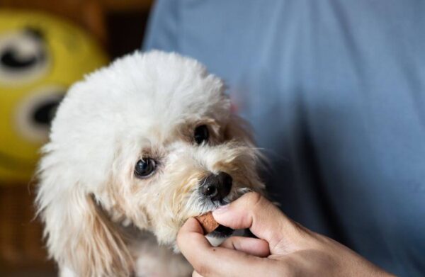 Dog Parasite Care